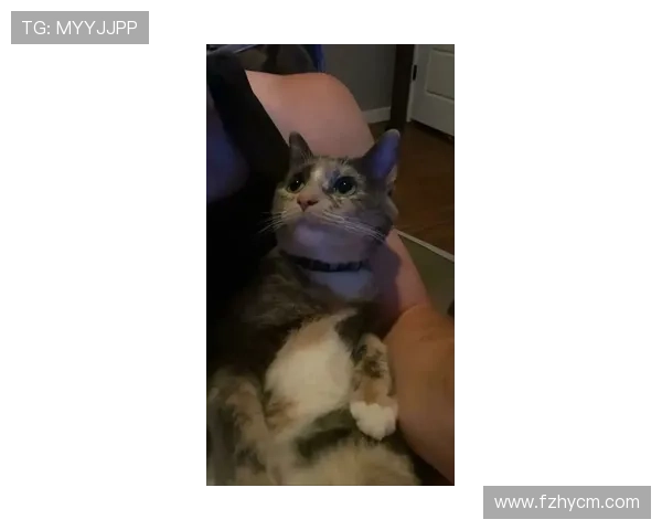 足球明星们的爱宠猫咪名字大揭秘你知道多少呢